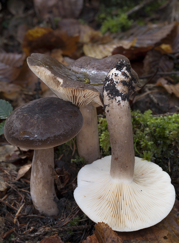 Lactarius picinus